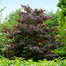 Forest Pansy Redbud Tree
