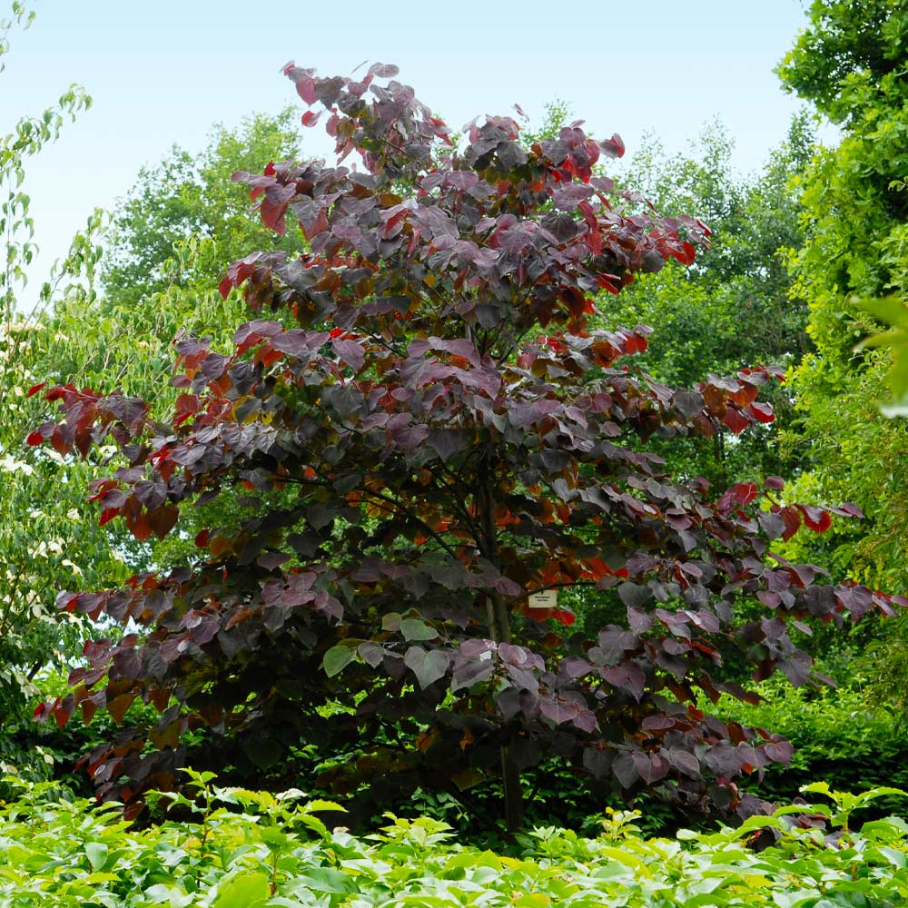 #3 - Forest Pansy Redbud Tree