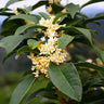 Fragrant Tea Olive Shrub