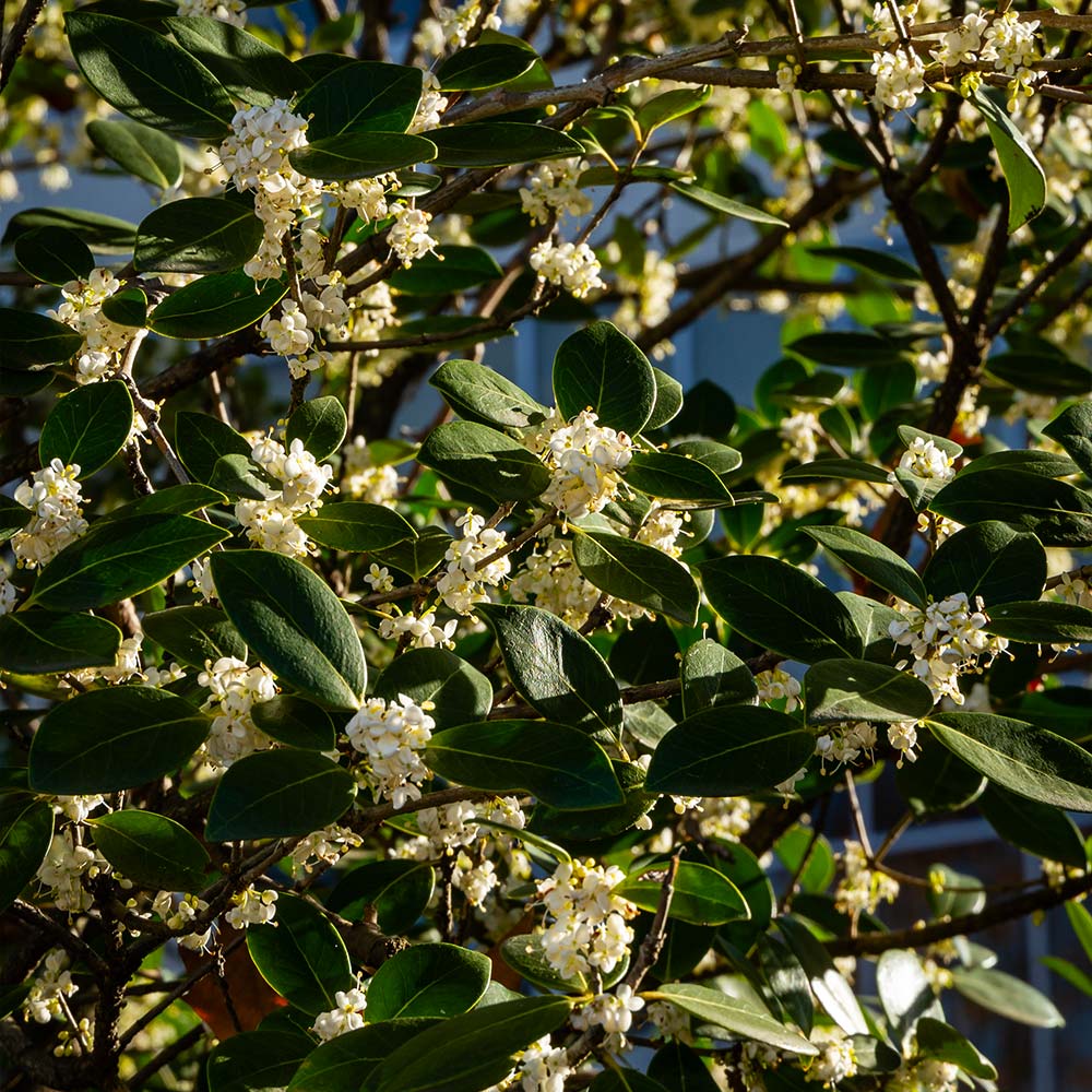 #2 - Fragrant Tea Olive Shrub