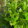 Fragrant Tea Olive Shrub