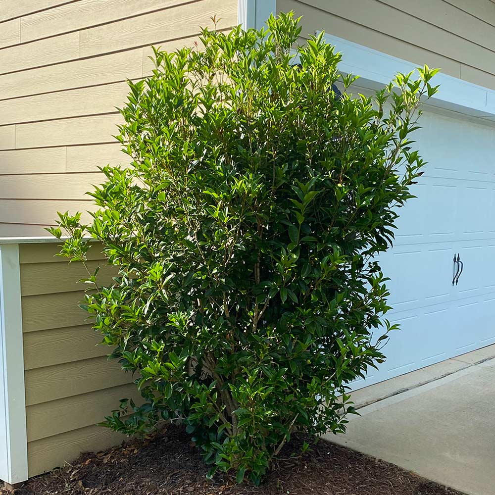 #4 - Fragrant Tea Olive Shrub