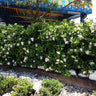 Frost Proof Gardenia Shrub