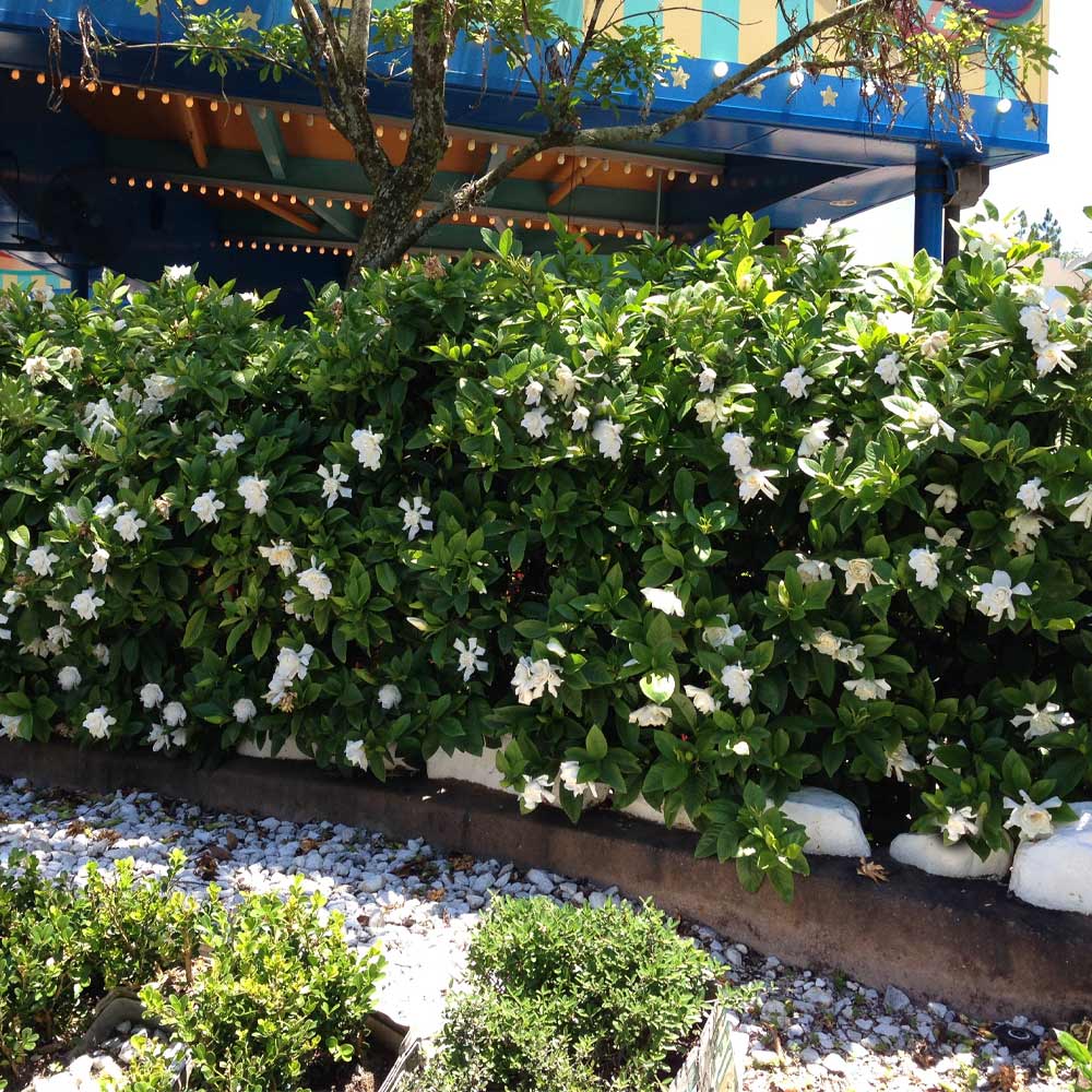 #3 - Frost Proof Gardenia Shrub