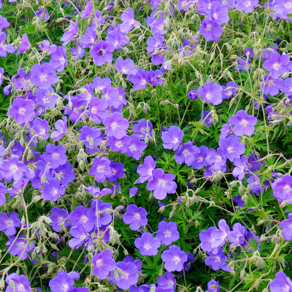 #2 - Geranium Rozanne