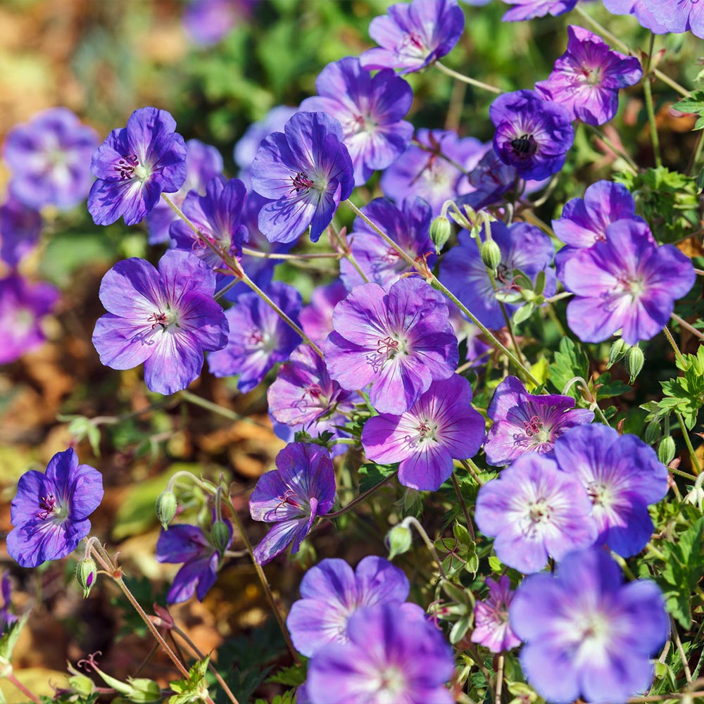 #3 - Geranium Rozanne