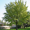 Ginkgo Tree