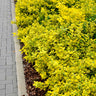 Golden Euonymus Shrub
