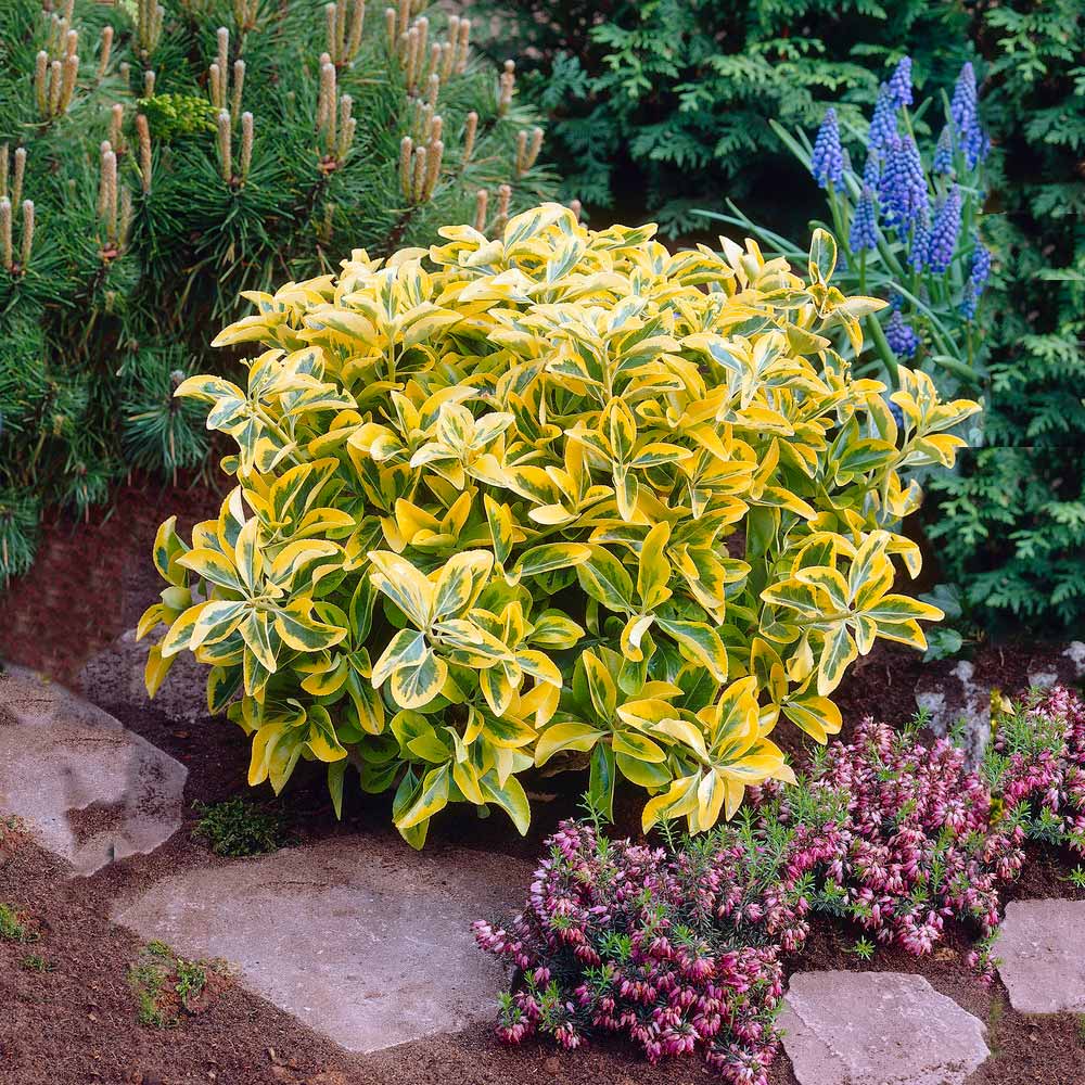 A photo of the Golden Euonymus Shrub