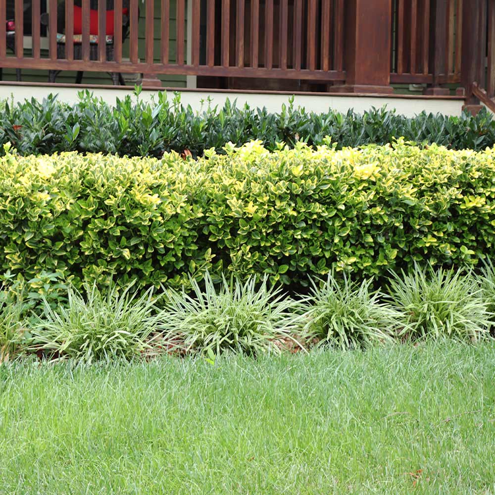 #4 - Golden Euonymus Shrub