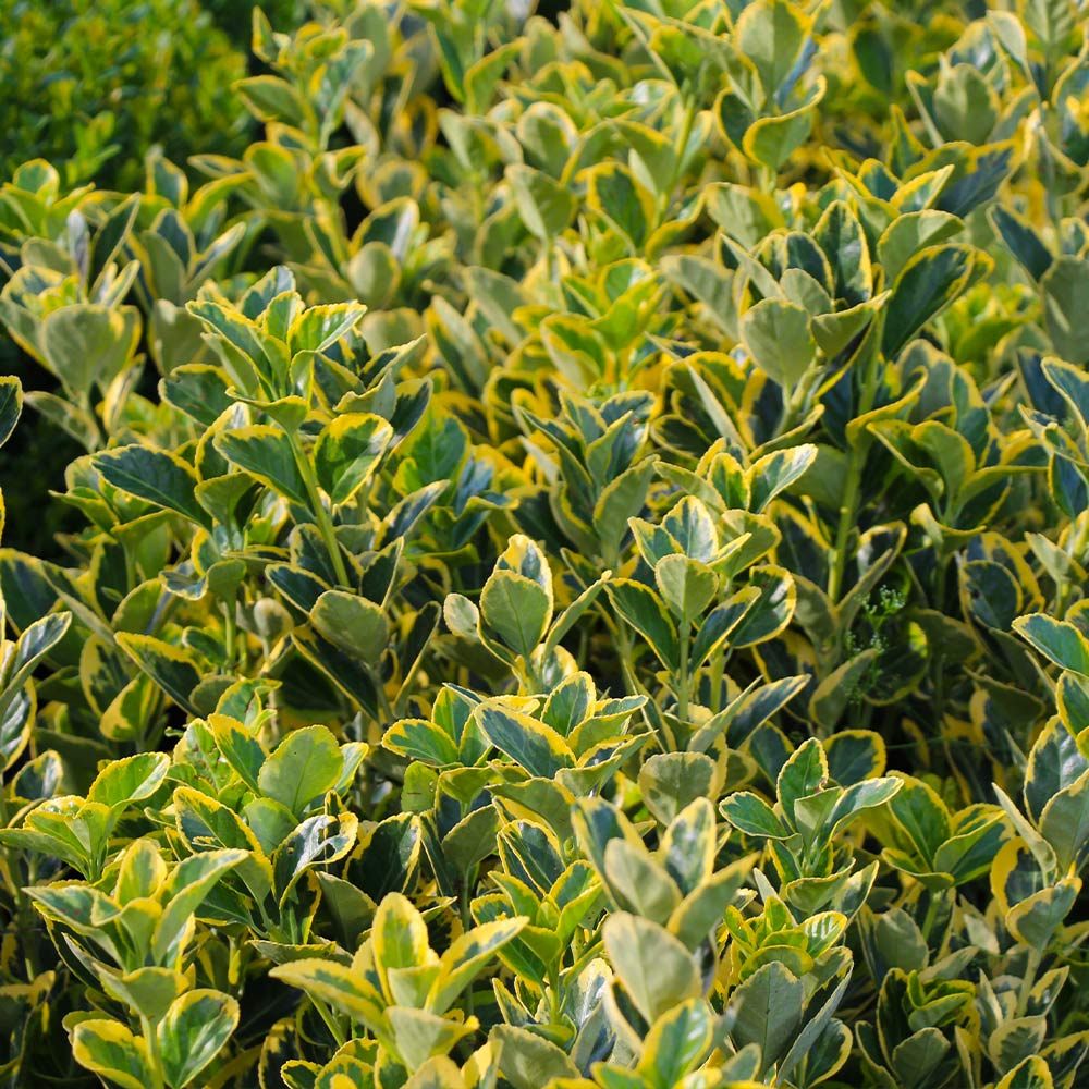 #5 - Golden Euonymus Shrub