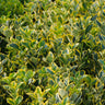 Golden Euonymus Shrub