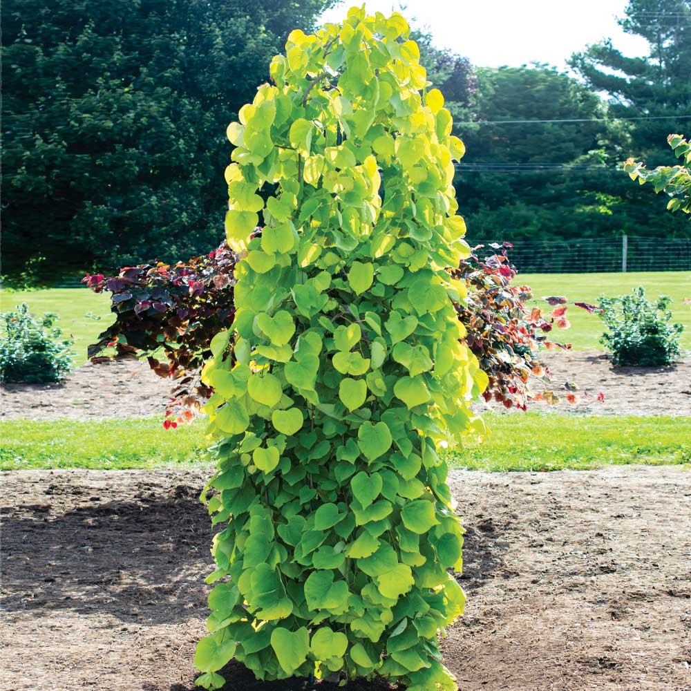 A photo of the Golden Falls® Redbud Tree