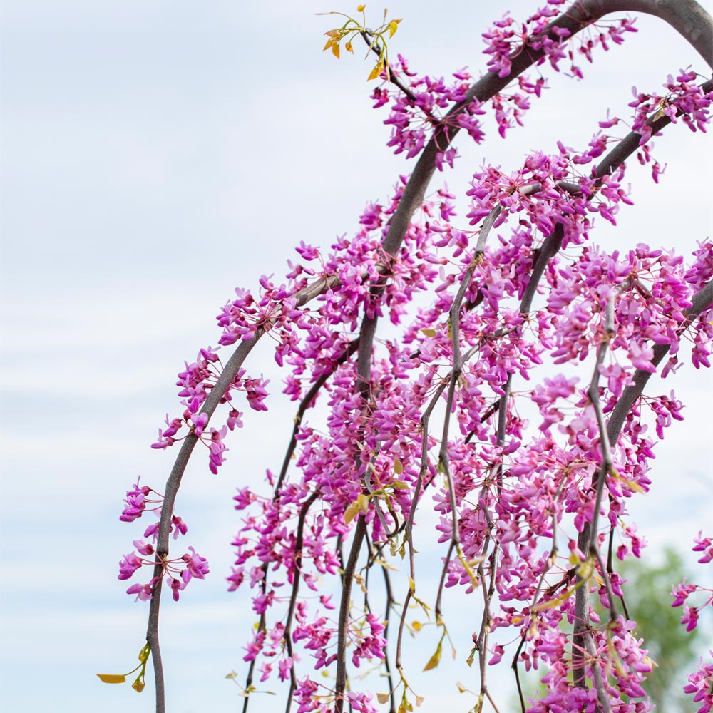 #4 - Golden Falls® Redbud Tree