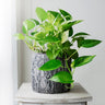 Golden Pothos Plant