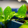 Golden Pothos Plant