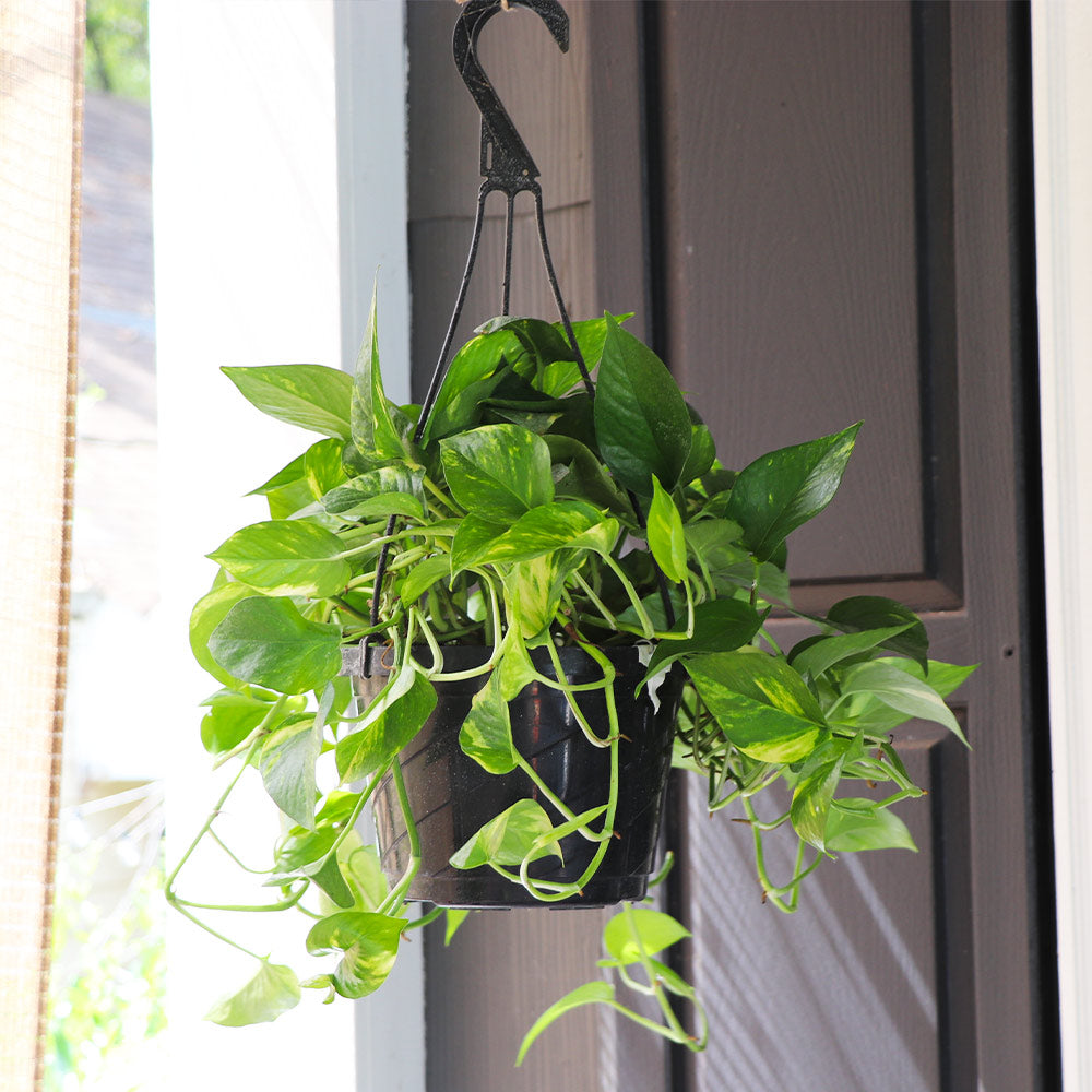 #3 - Golden Pothos Plant
