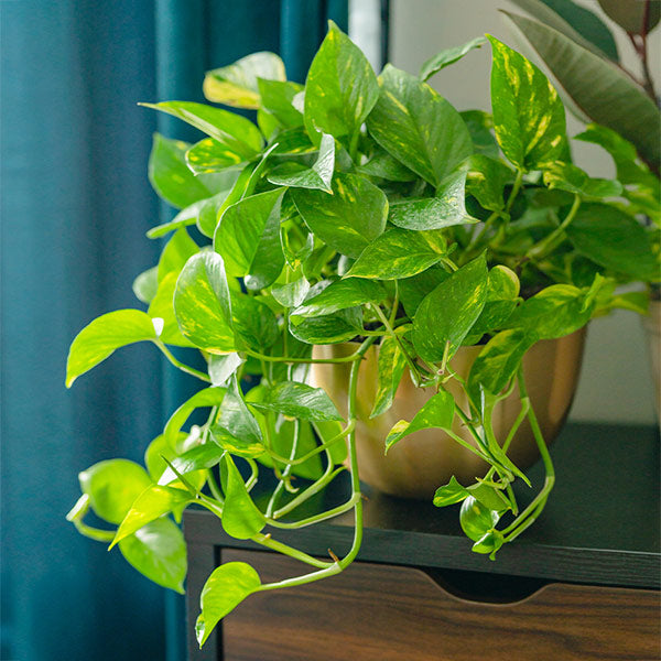 A photo of the Golden Pothos Plant