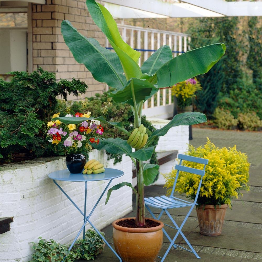 #4 - Grand Naine Banana Tree