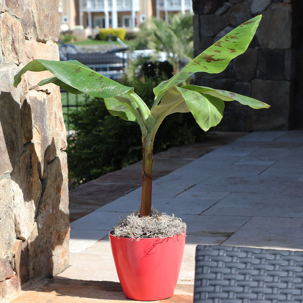 #3 - Grand Naine Banana Tree