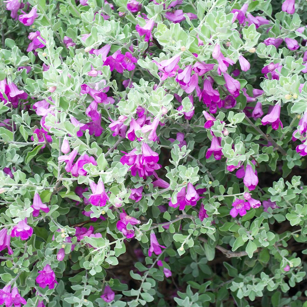 A photo of the Green Cloud Texas Sage