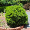 Green Velvet Boxwood Shrub