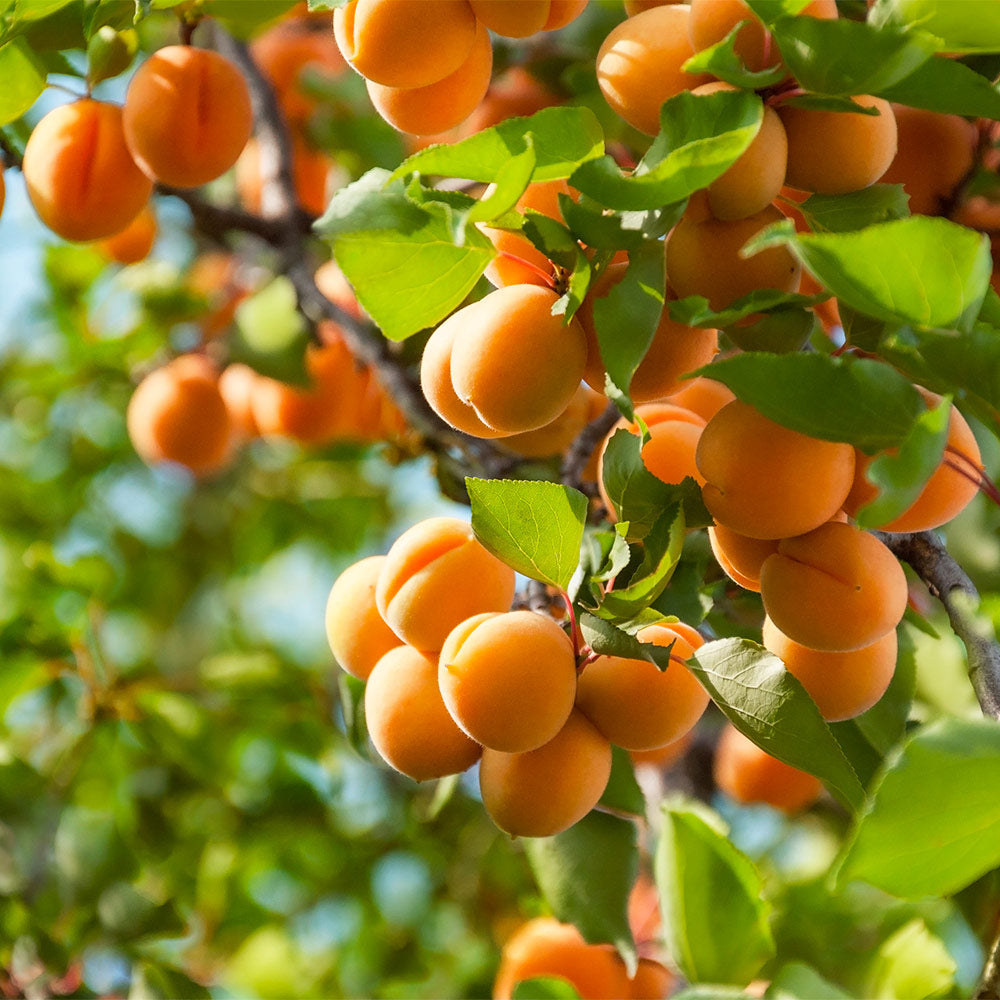 #2 - Harcot Apricot Tree