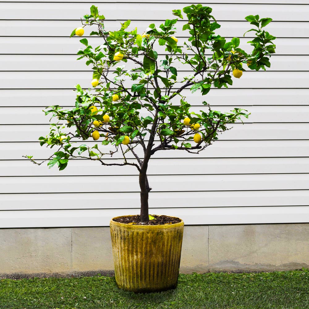 #2 - Harvey Lemon Tree