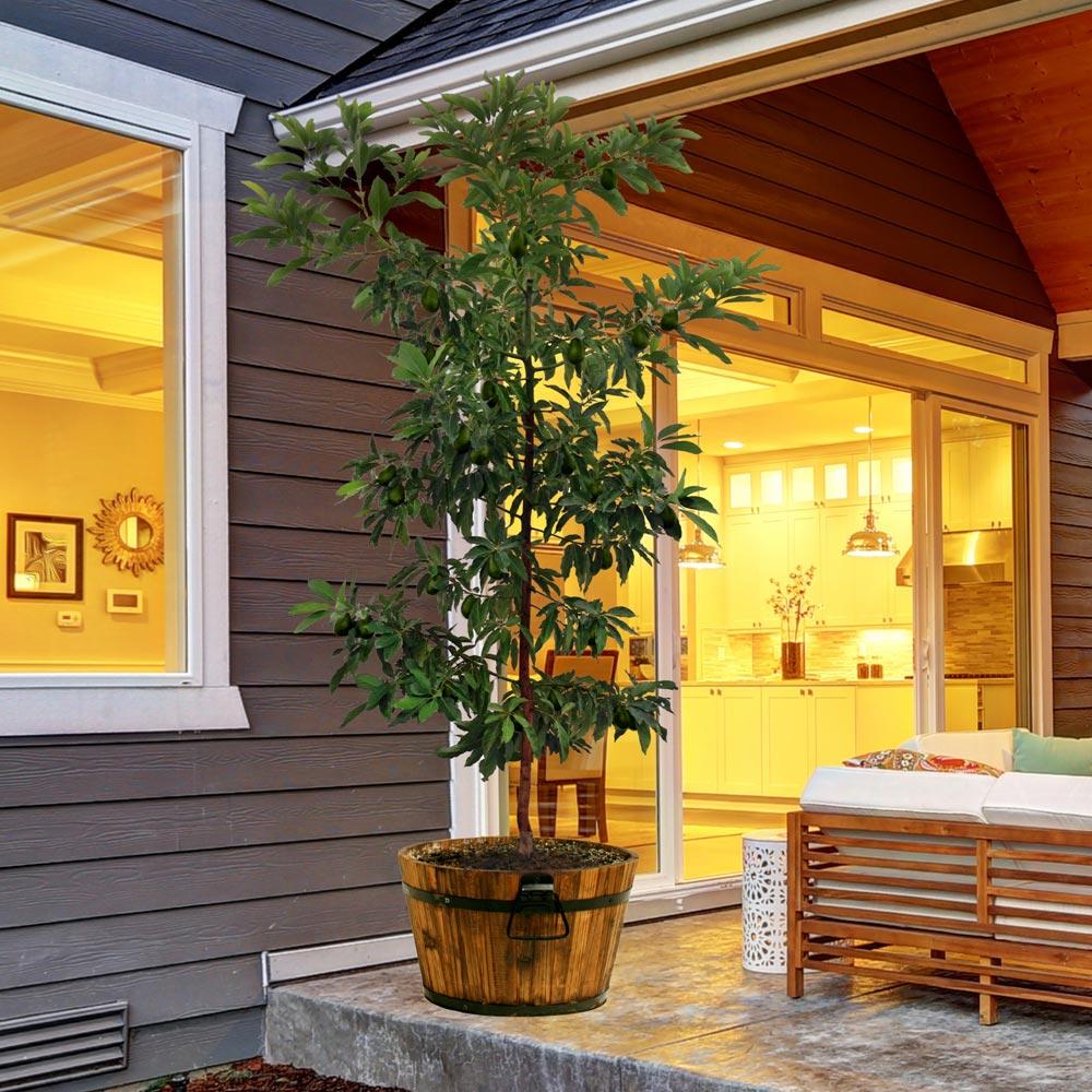 A photo of the Hass Avocado Tree