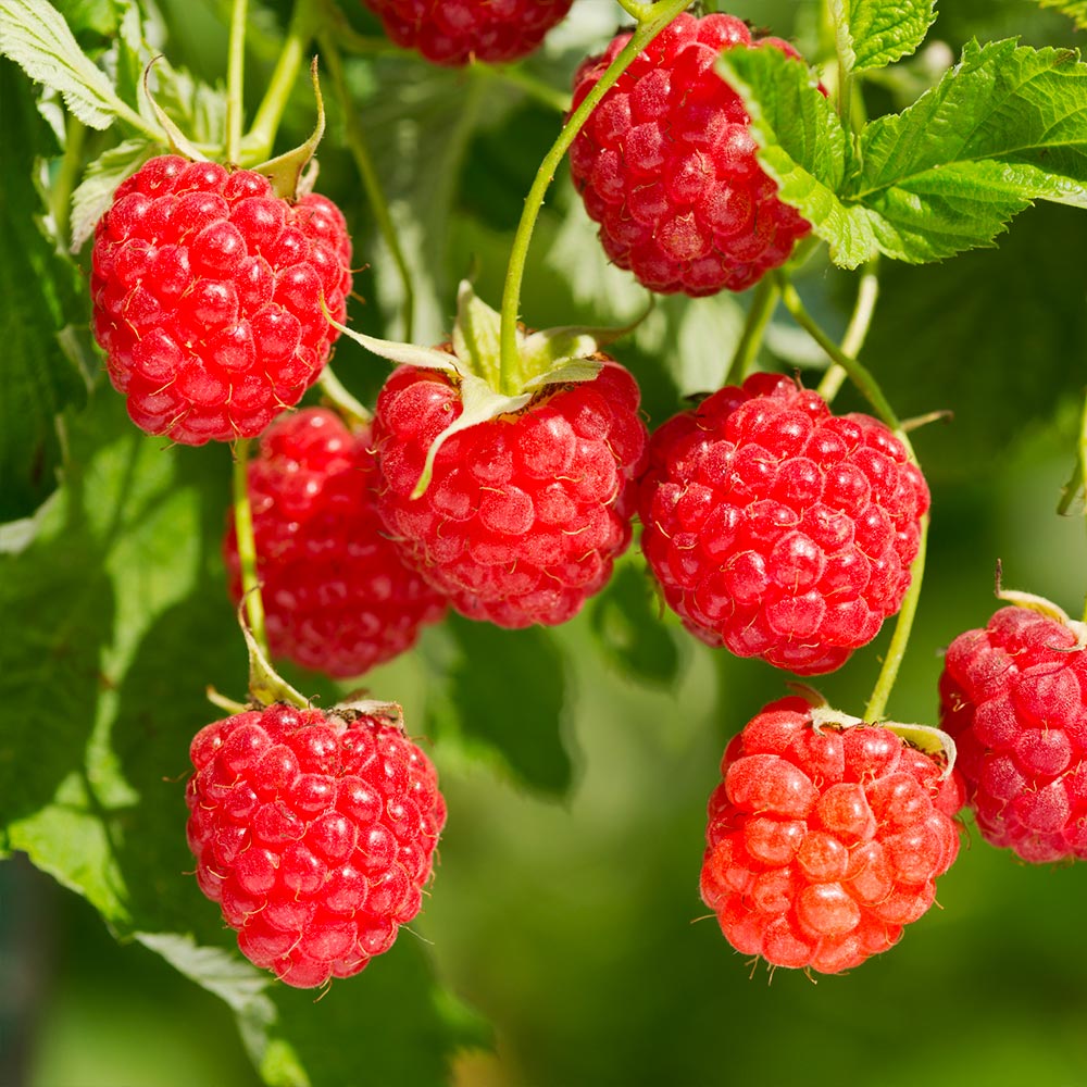 Heritage Raspberry Bush