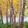 Heritage River Birch Tree