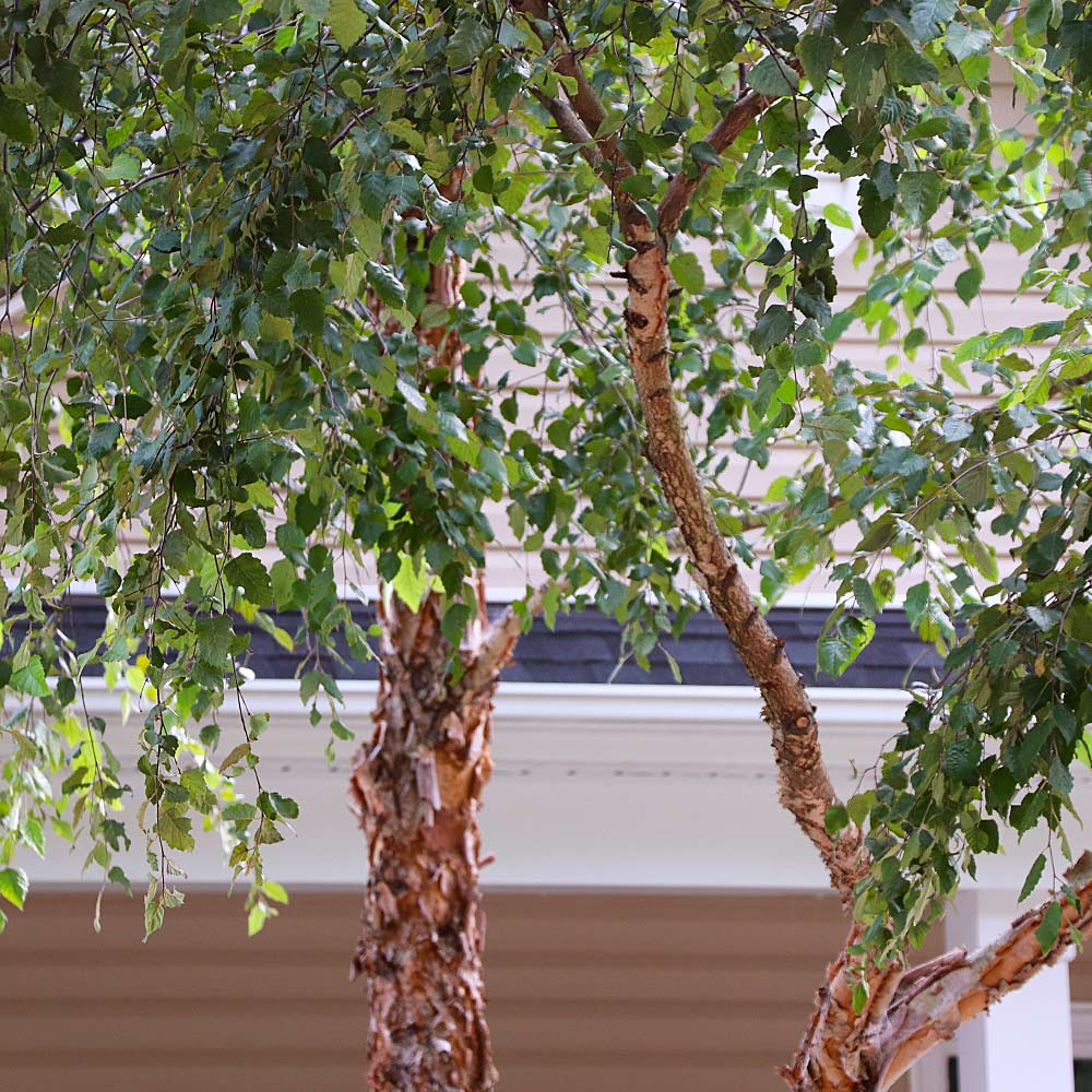 #3 - Heritage River Birch Tree