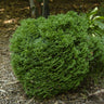 Hetz Midget Arborvitae Shrub