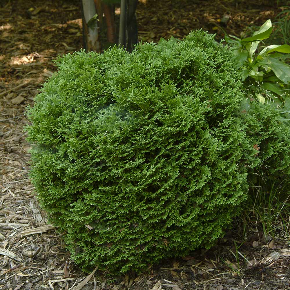 #2 - Hetz Midget Arborvitae Shrub