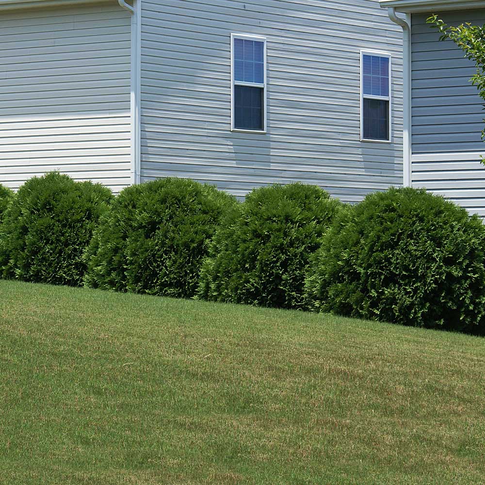 #4 - Hetz Midget Arborvitae Shrub