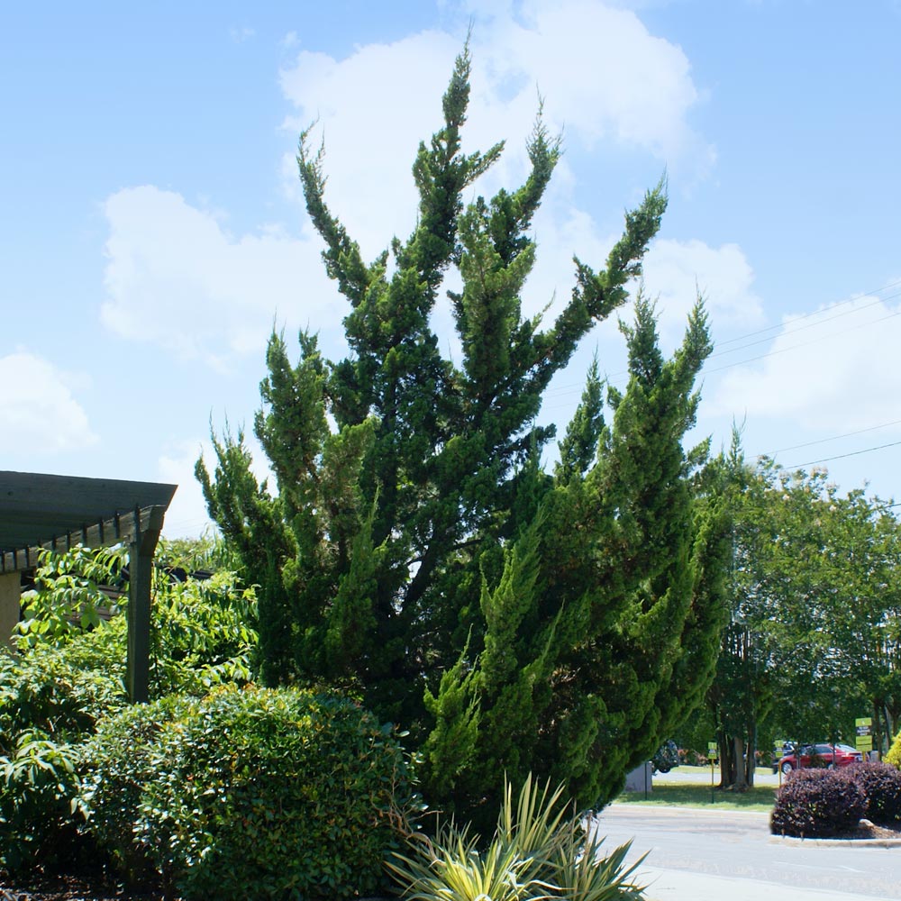 A photo of the Hollywood Juniper Tree