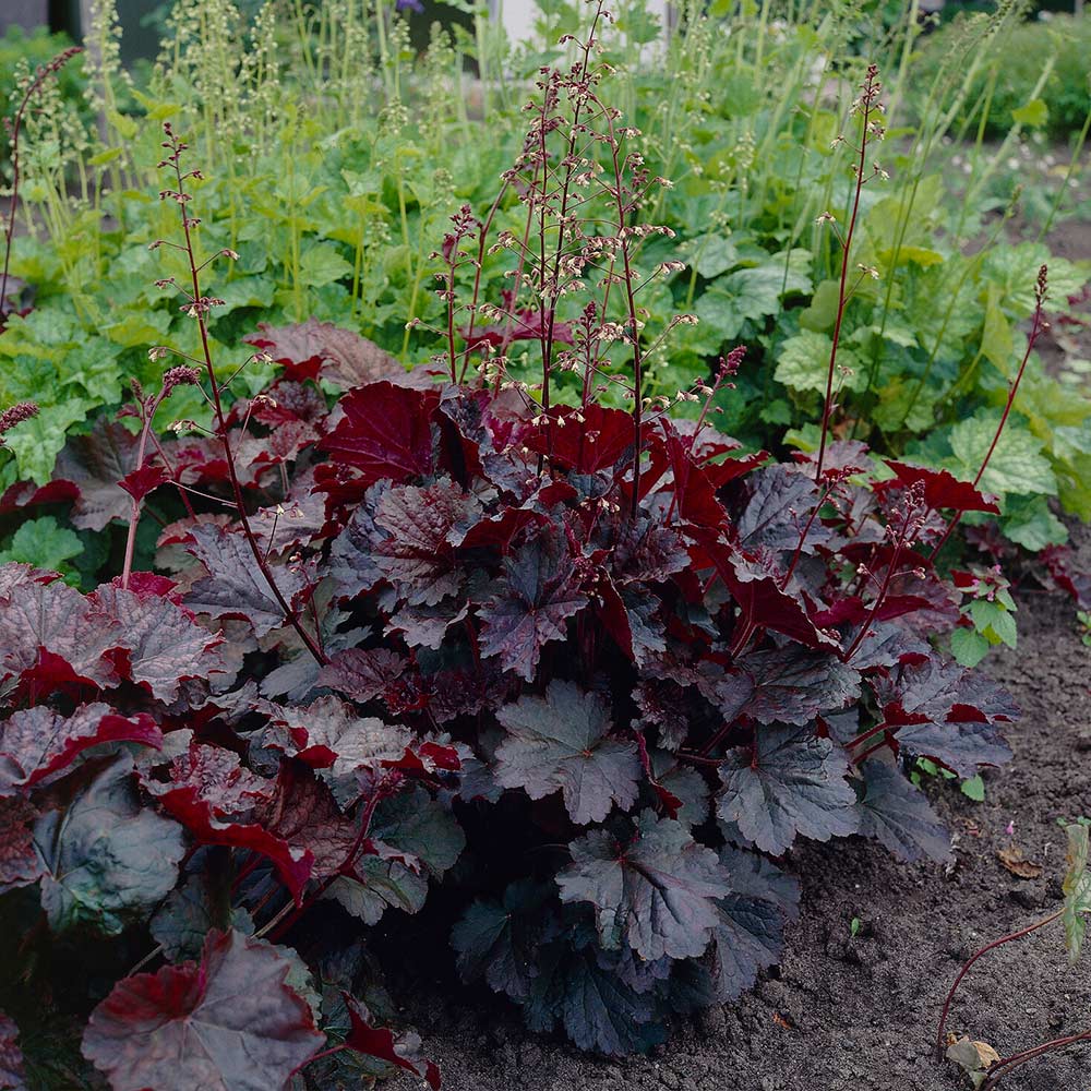 A photo of the Palace Purple Heuchera