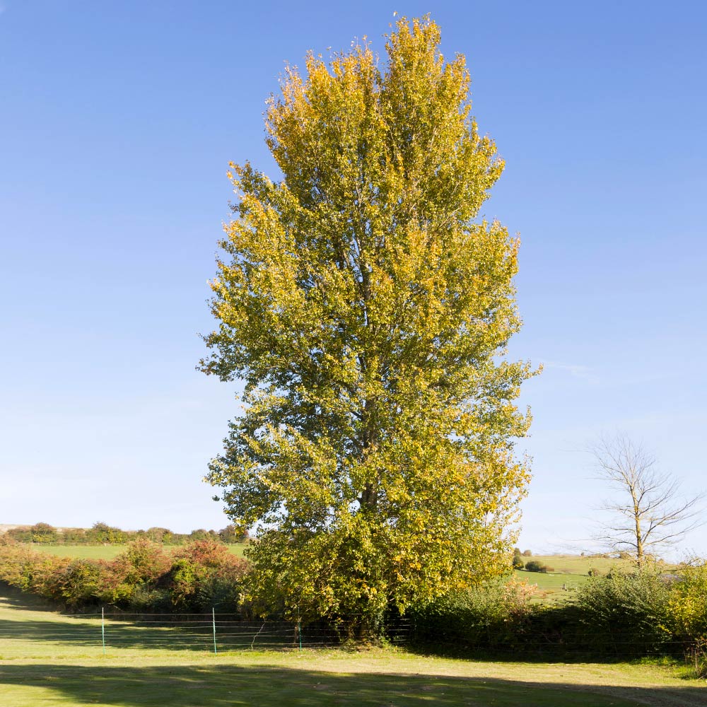 #1 - Hybrid Poplar Tree