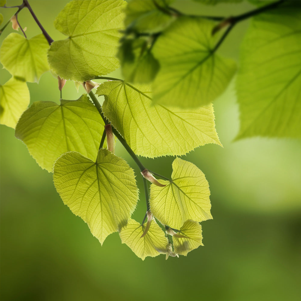 #3 - Hybrid Poplar Tree