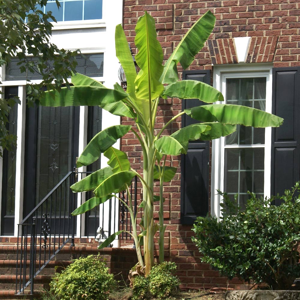 #5 - Ice Cream Banana Tree