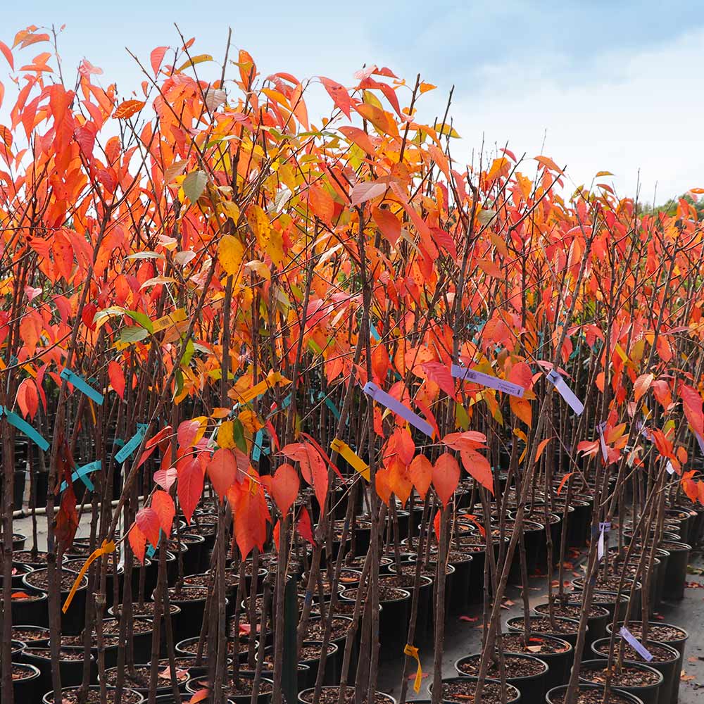 #5 - Kwanzan Cherry Tree