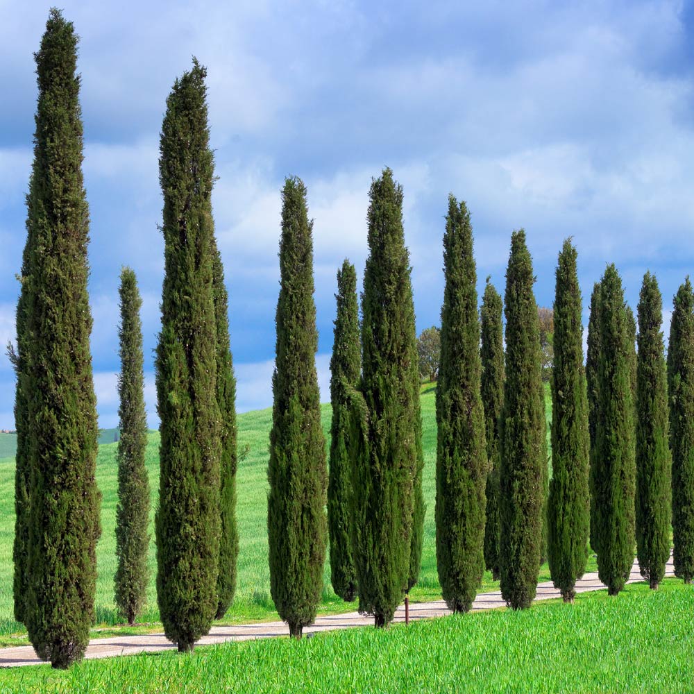 #4 - Italian Cypress Tree