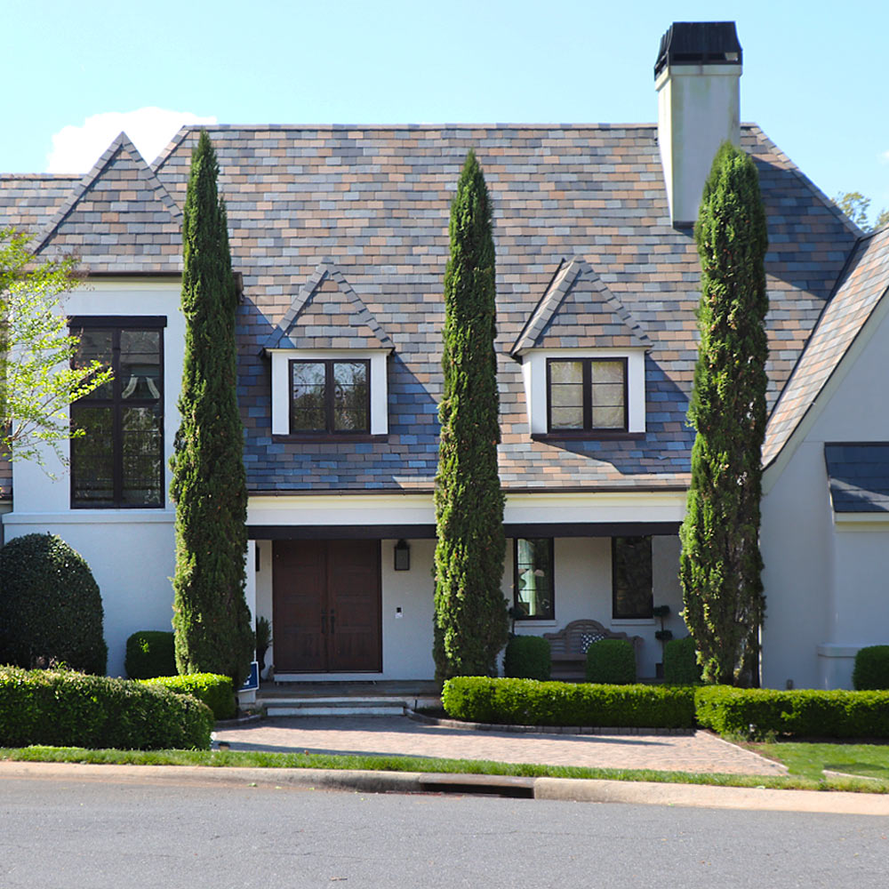 Italian Cypress Tree