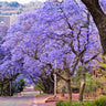 Jacaranda Tree