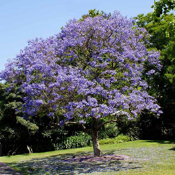 #1 - Jacaranda Tree