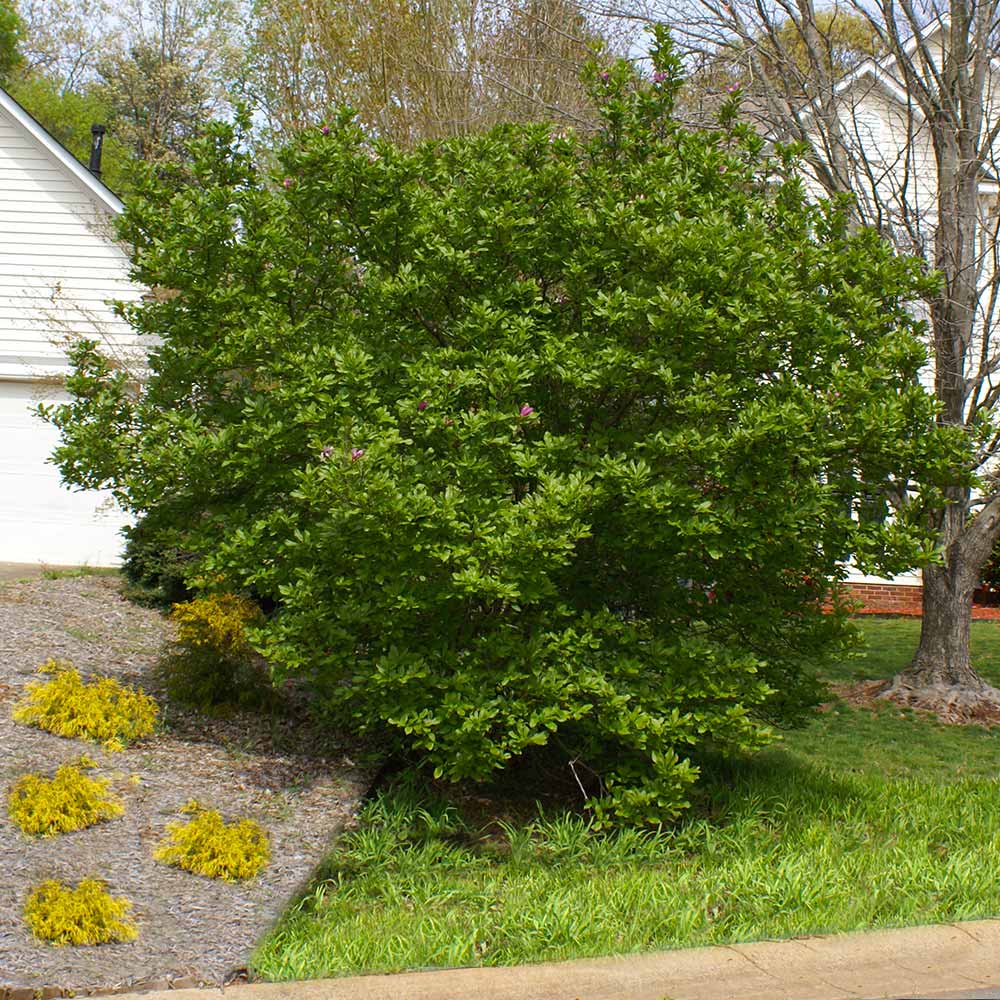 #4 - Jane Magnolia Tree