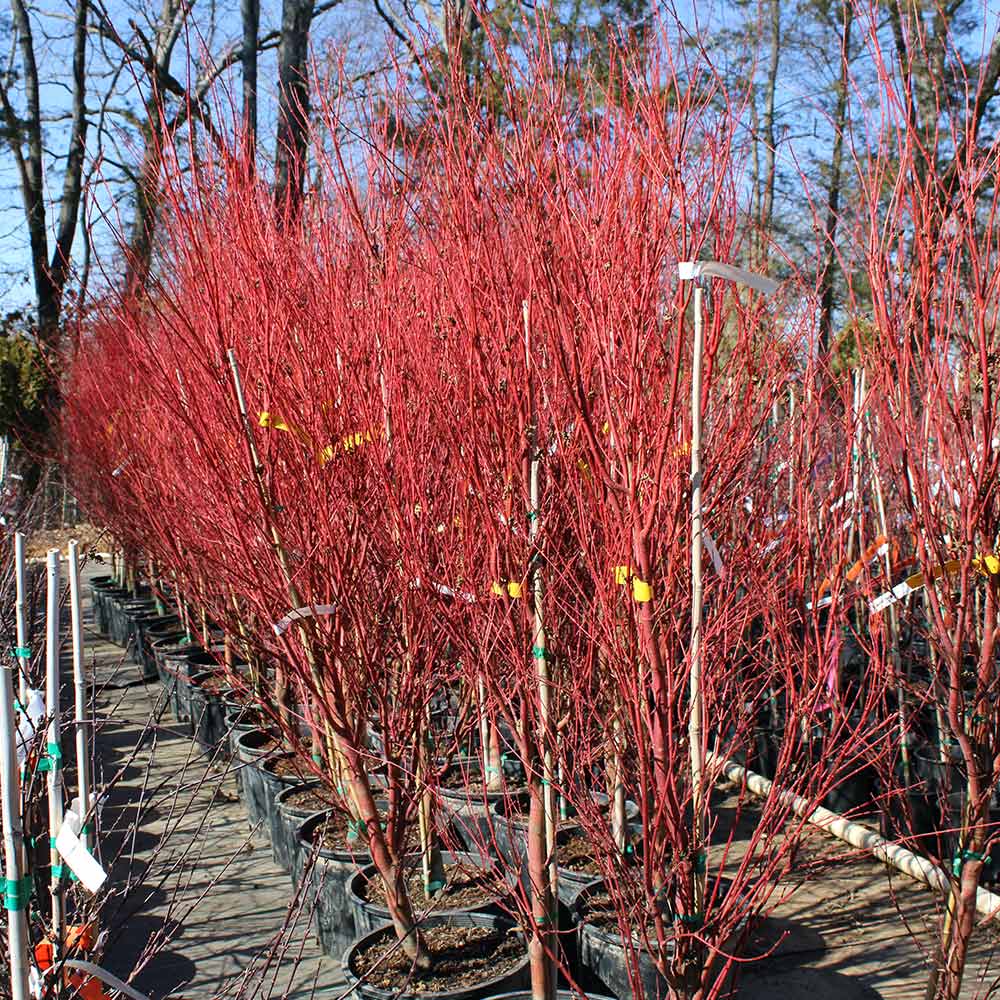 #4 - Coral Bark Japanese Maple Tree