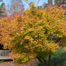 Coral Bark Japanese Maple Tree