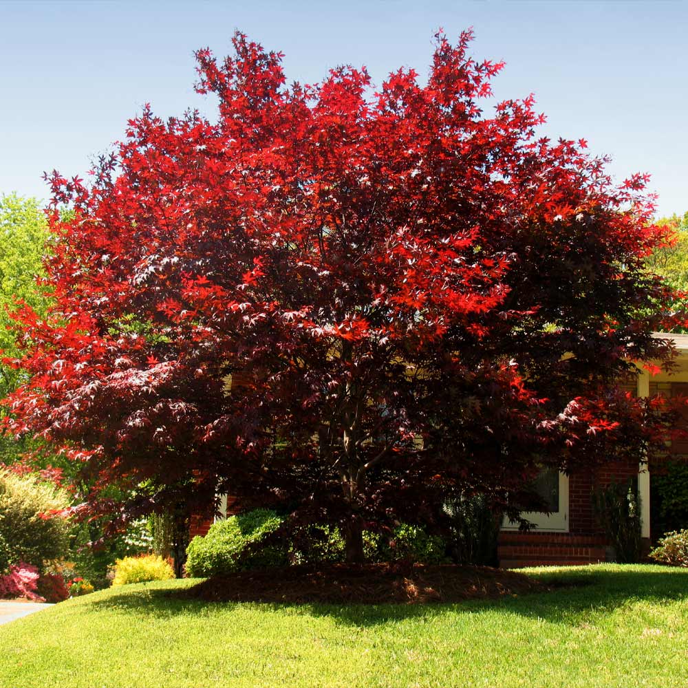 #4 - Emperor Japanese Maple Tree