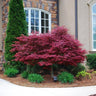 Red Dragon Japanese Maple Tree